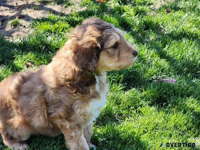 Aussiedoodles