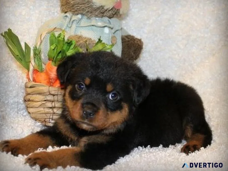 loving every German rottweiler puppies for Sale