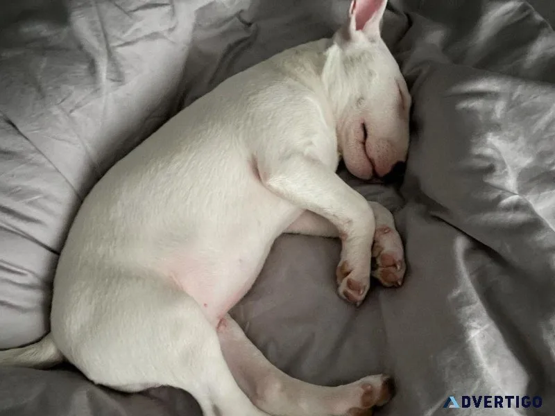 Gorgeous  Bull Terrier puppies