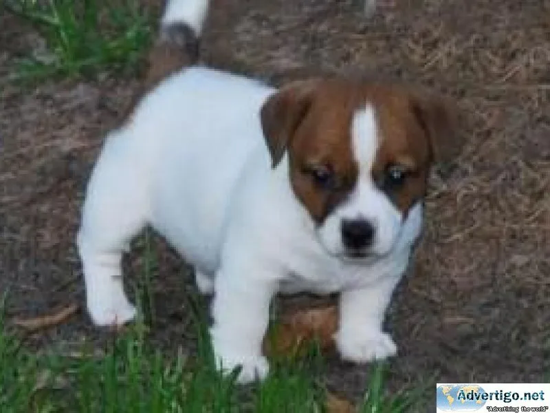 Wonderful Jack Russell Puppies Available
