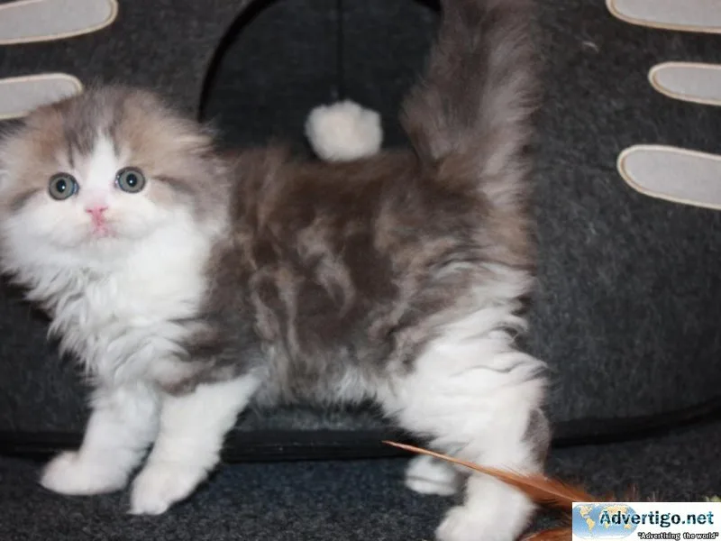 scottish fold kittens