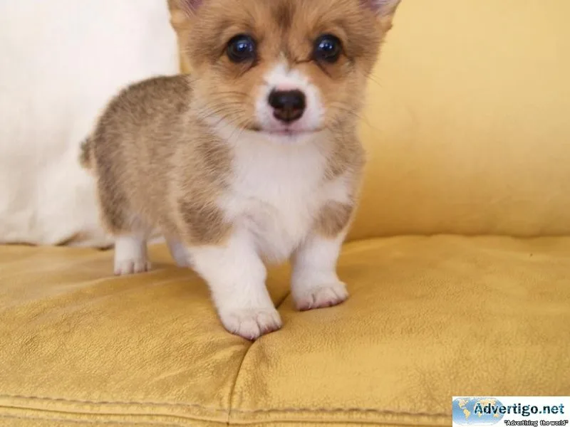 herh  Pembroke Welsh Corgi puppies