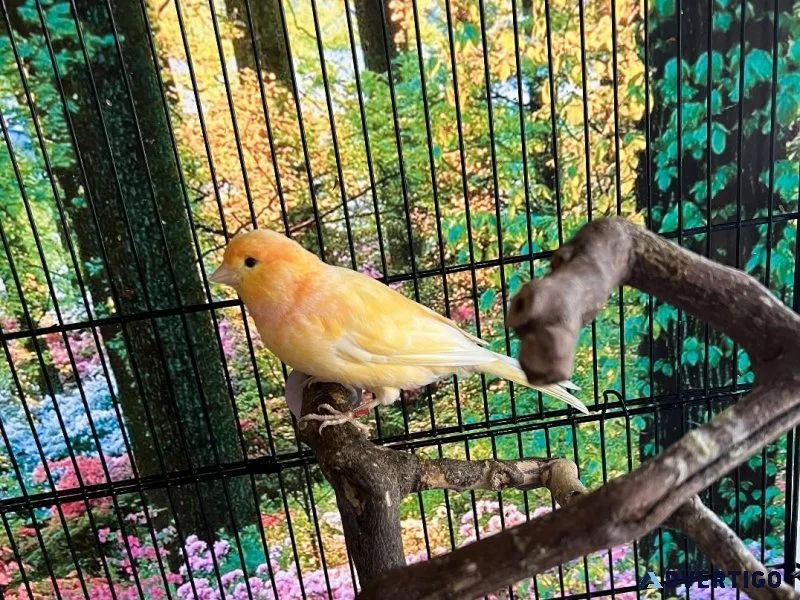 Singing canary