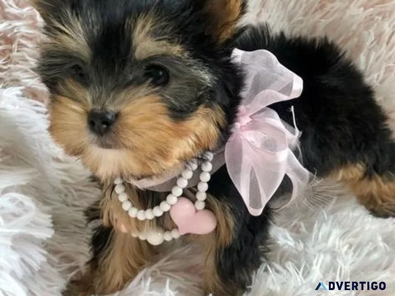 AKC teacup Yorkie Puppies For Sale.