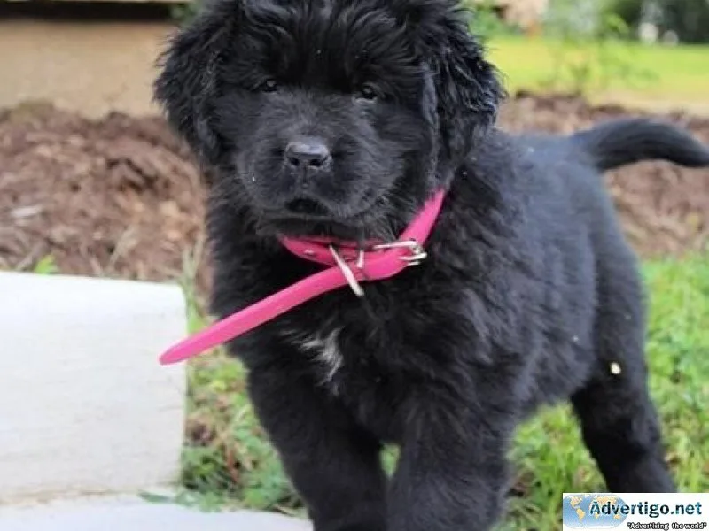 rhtj Newfoundland Puppies