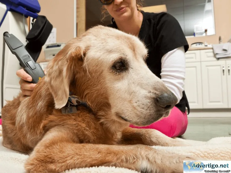 Laser Therapy - Vet in Dutchess County NY