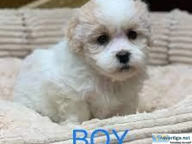 Shitzu toy poodle (shipoos)