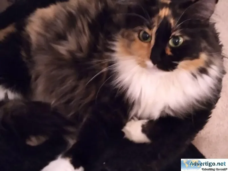 Maine Coon Mix Kittens