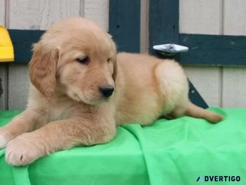 Absolute golden Retriever Puppies
