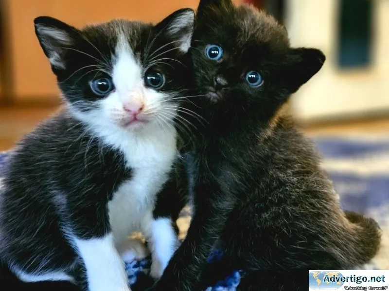 Free kittens to a good home