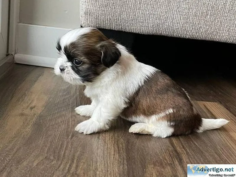 Available Shih tzu puppies