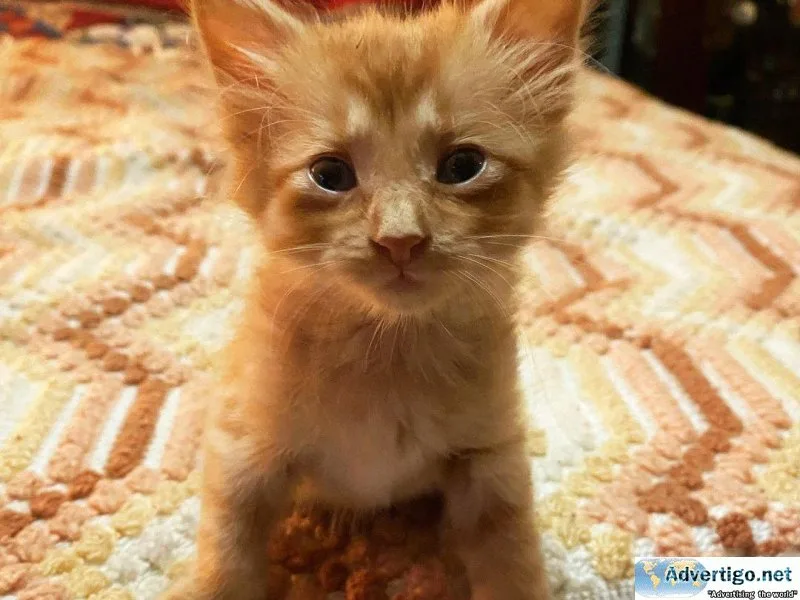 Adorable Maincoon Kittens for Adoption