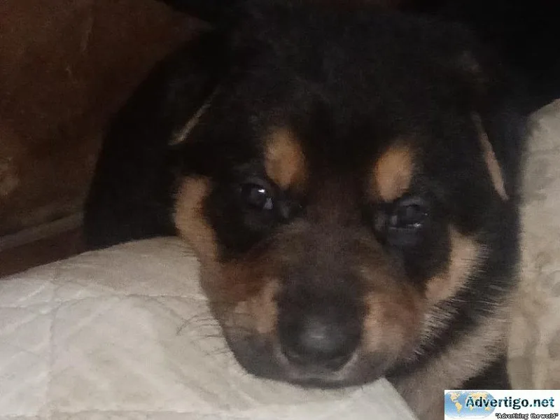 AKC registered German Shepherd Puppies