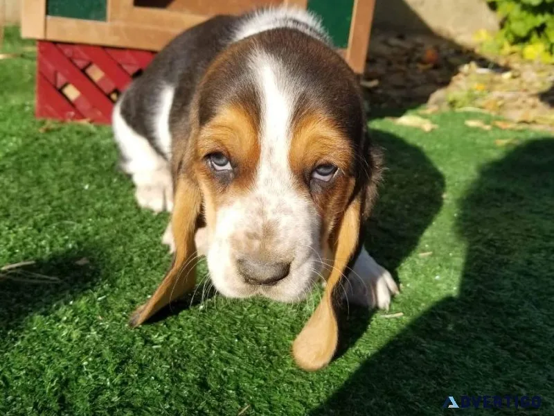 Basset Hound