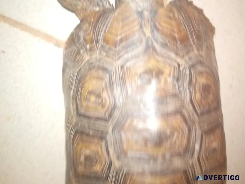 Tortoise lover