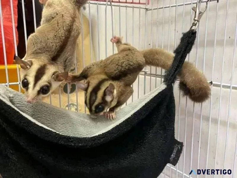 sugar gliders