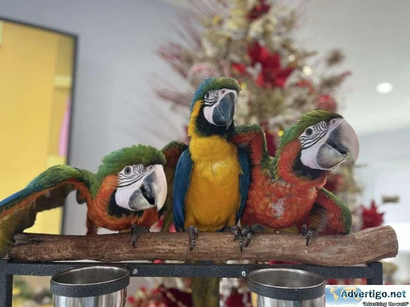 Scarlet  Blue and Gold  Harlequin Shamrock Greenwing Etc.