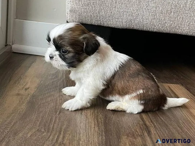 Shih tzu puppies