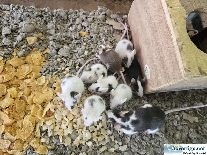 Mice