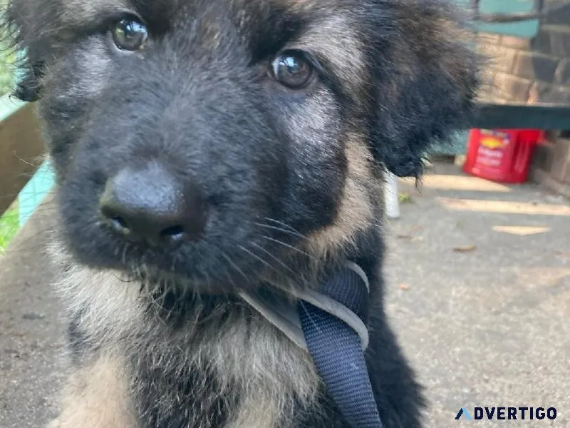 1Beautiful CKC female German Shepherd pup for sale