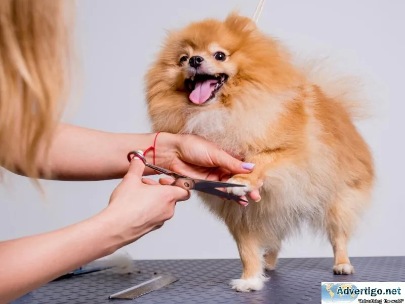 Mobile Dog Grooming Adelaide