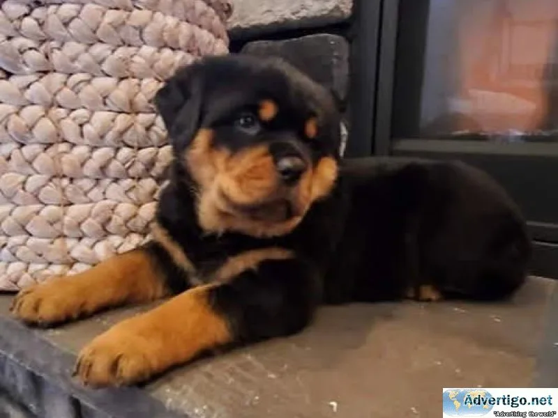inexperienced expert German rottweiler puppies for Sale