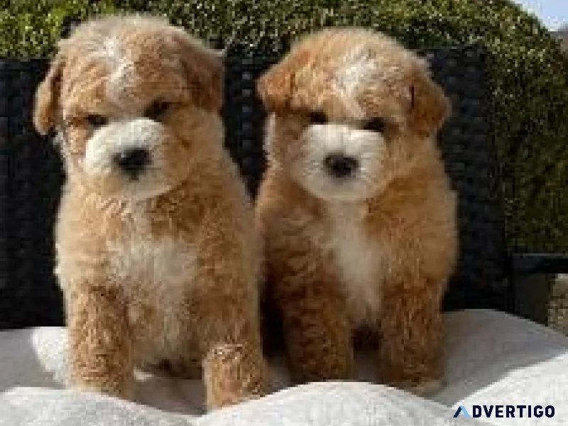Male toy poodles available for sale