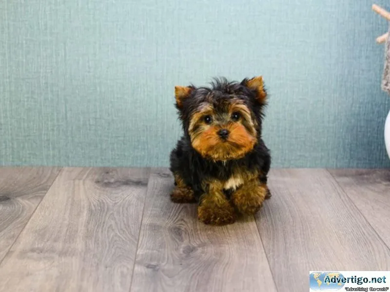 Cute Yorkshire terrier