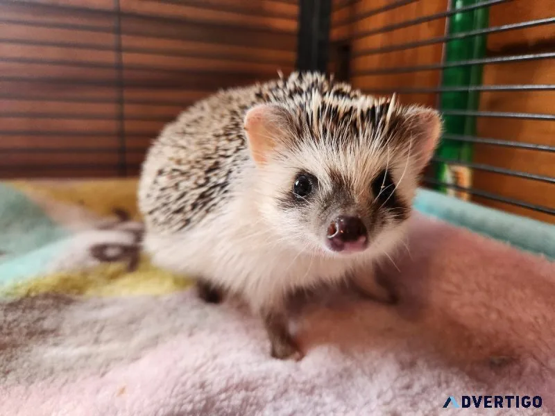 Hedgehog Babies For Sale