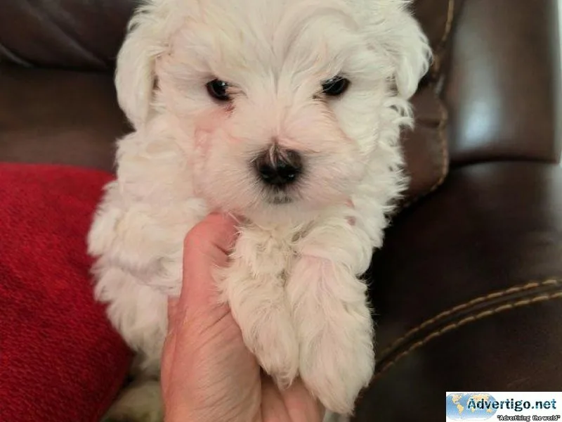 Cute Maltese puppies