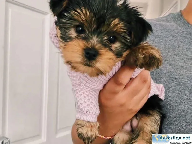 vghr  Yorkshire Terrier Puppies