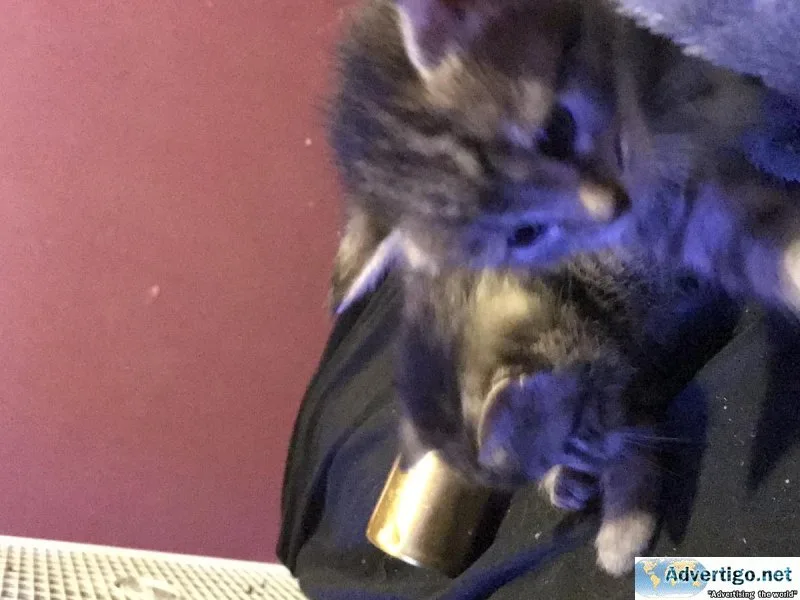 Kittens for homes