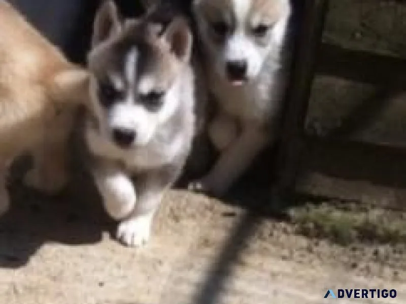 Stunning Siberian Husky Puppies for Adoption