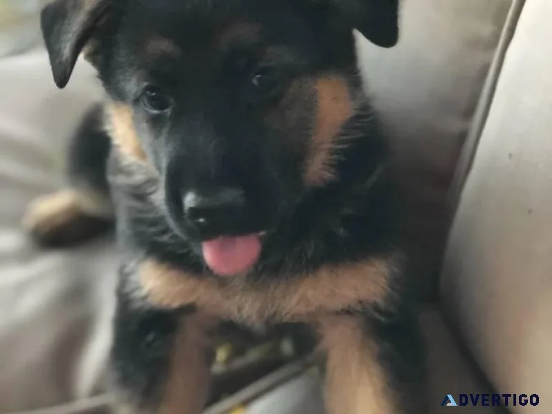 Beautiful German Shepherd puppies