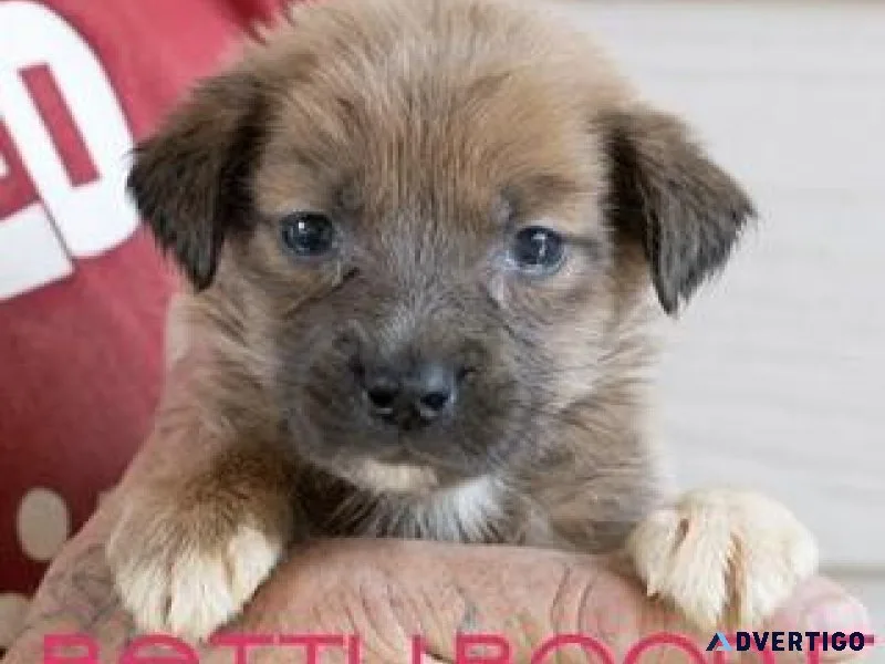 Second_hand_dog_resc ue