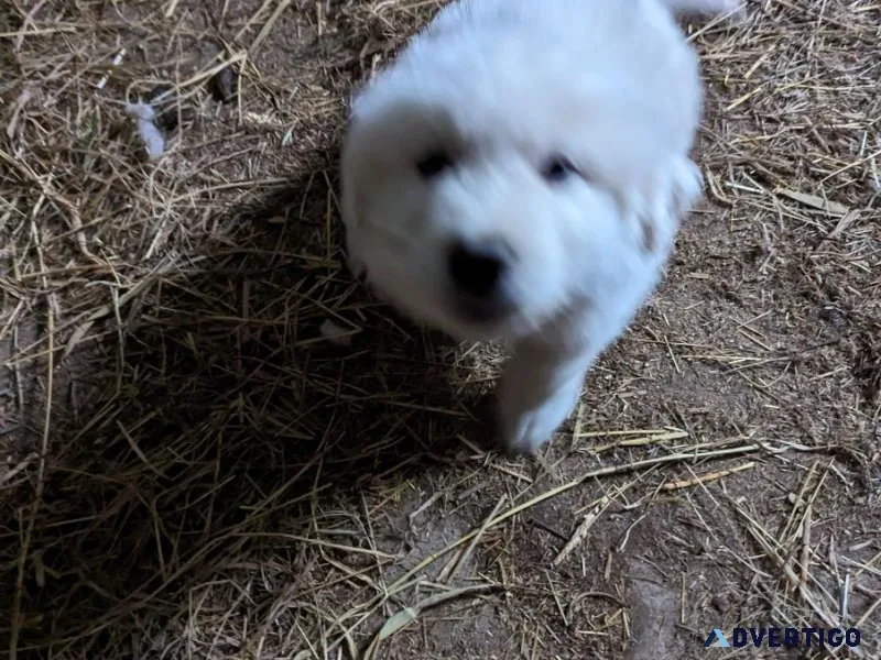 Purebred Great Pyrannes 9wk male vet health certificatevac