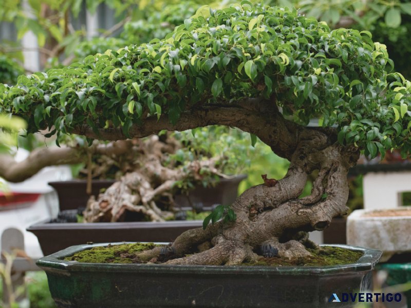 Where to find Murraya Bonsai