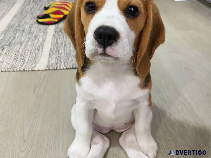 Dog for sales
