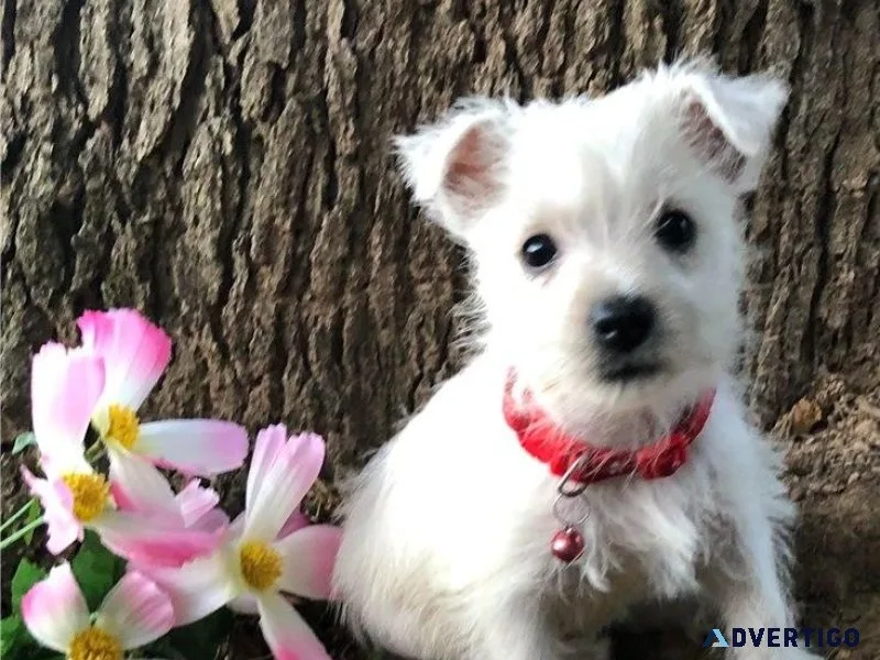 Beautiful West Highland White Terrier Puppies.