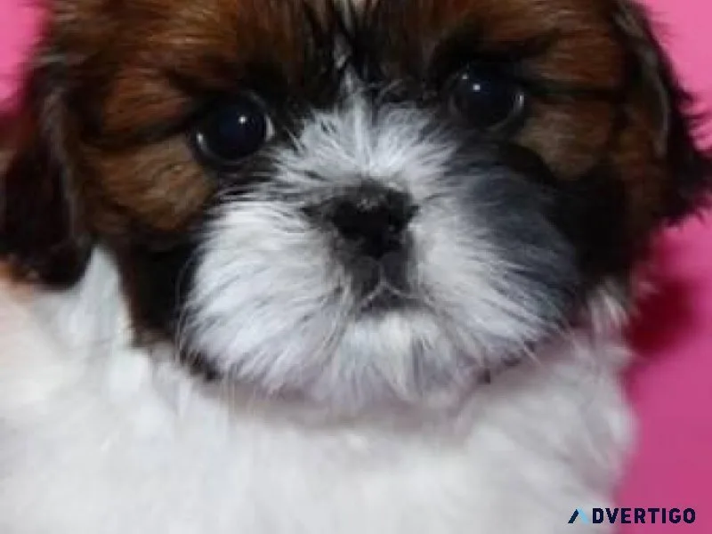 Mini Shih Tzu.