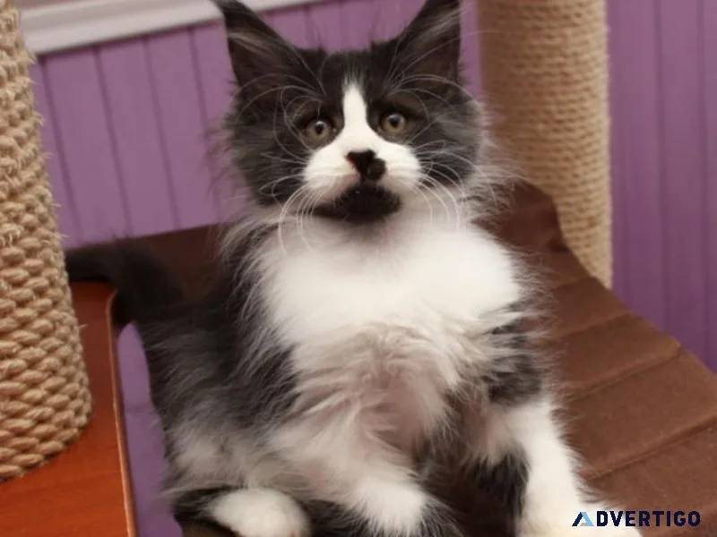 Maine Coon kittens