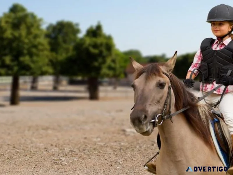 Horse Riding Classes Bangalore  Zippy