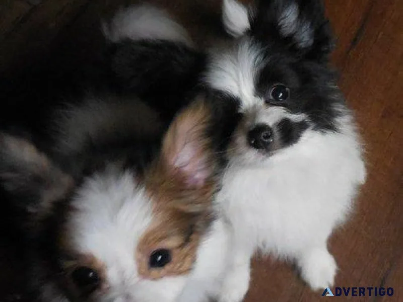 Adorable Papillon Puppies