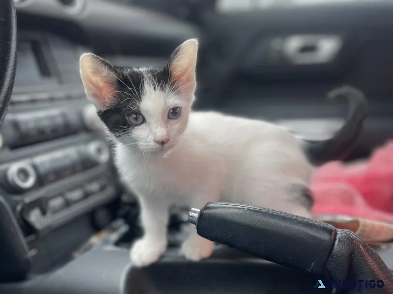 Purebred 8 Week Old Odd-Eyed Female Turkish Van Kitten