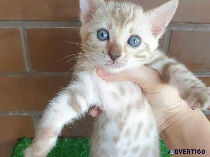 TICA registered purebred Bengal