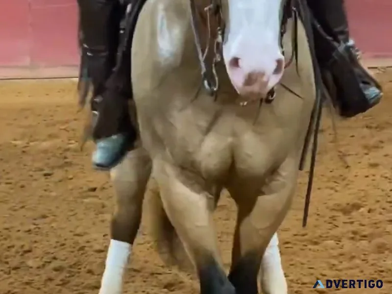 Fancy Broke Rope Ranch Riding Quarter Horse Kids Safe
