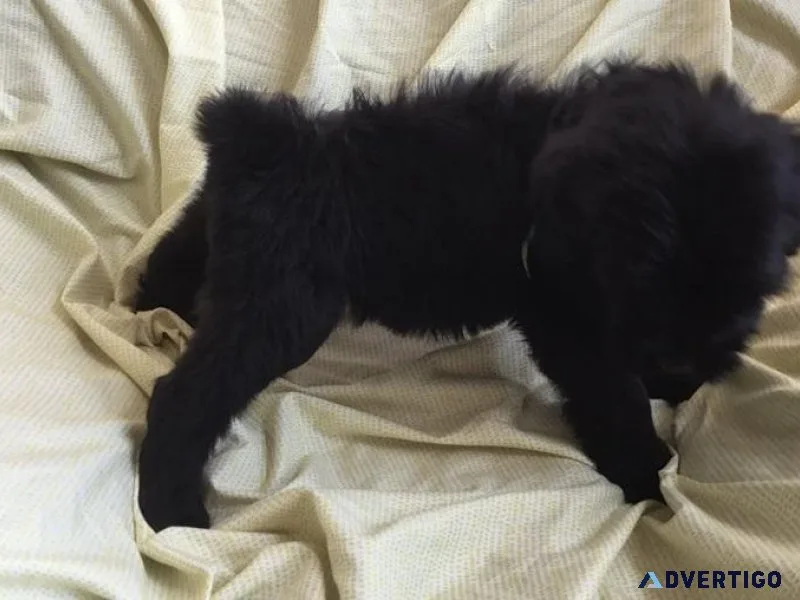Adorable Black Russian Terrier puppies