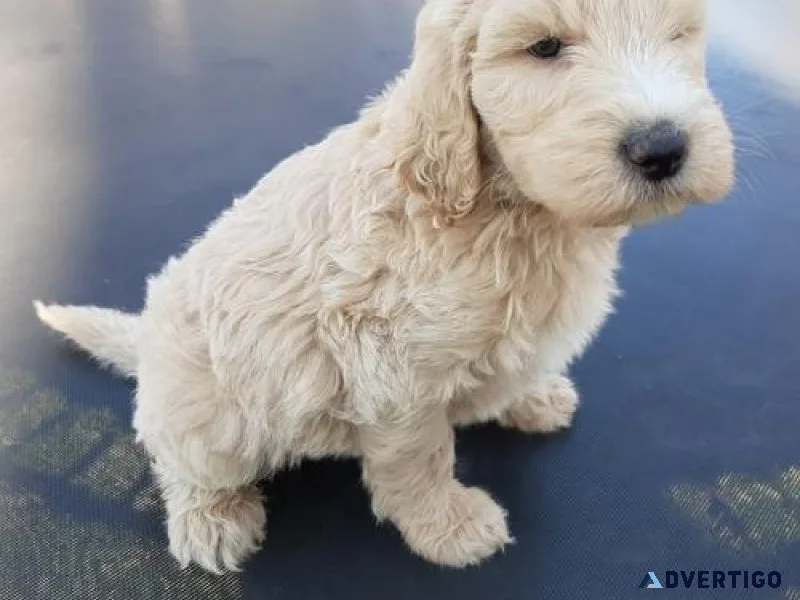 Healthy Goldendoodle Puppies for sale.