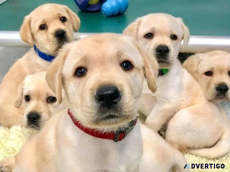 Puppies available for sale