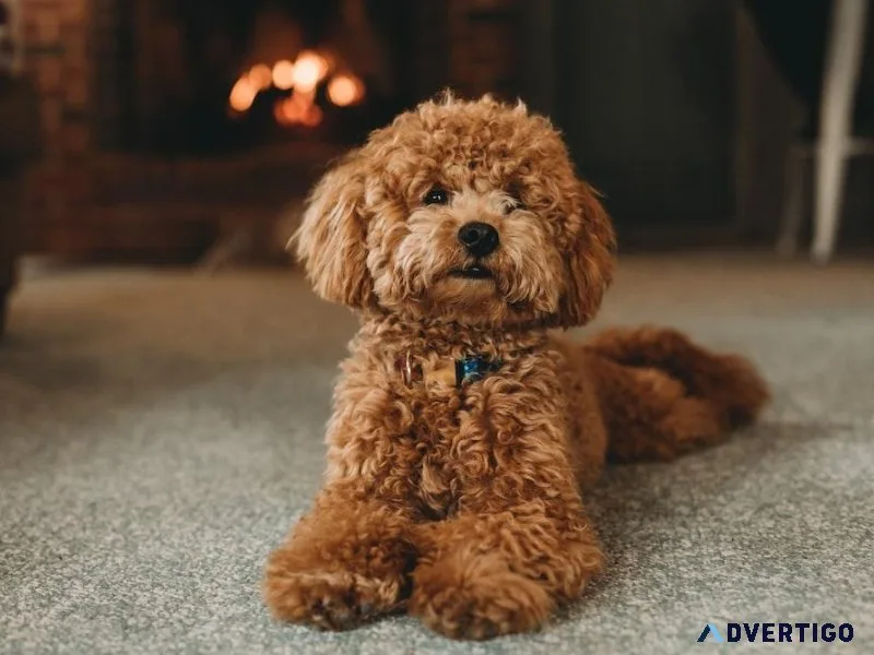 POODLE FOR SALE  7300930479